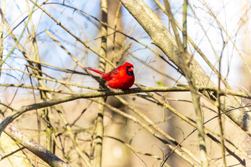 The northern cardinal (Cardinalis cardinalis), natural photo from North Carolina
