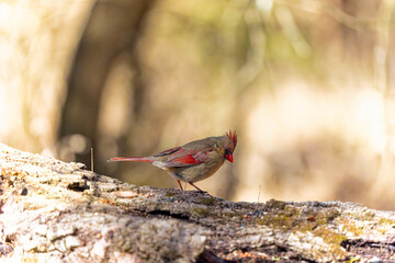 The northern cardinal (Cardinalis cardinalis), natural photo from North Carolina