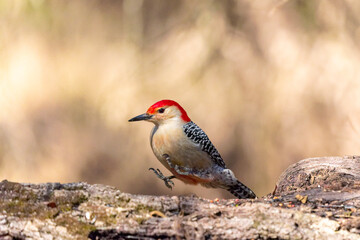 The Red-bellied Wodpecker (Melanerpes carolinus) 