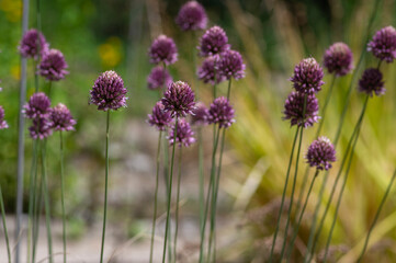 Allium Sphaerocephalon round headed garlic plant in bloom, purple bald head flowering ornamental...