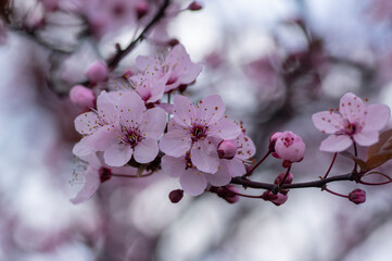 Canadian black plum Prunus nigra light pink flowers in bloom, beautiful flowering ornamental shrub with brown red leaves