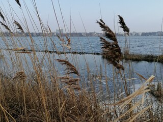 A close-up of golden grass spikes from an unknown plant, gently swaying in the breeze. In the background, a calm lake with a still surface, extending to the horizon under a clear sky.