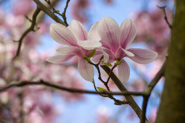 Obraz premium Magnolia soulangeana also called saucer magnolia flowering springtime tree with beautiful pink white flower on branches