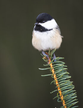 A Black-capped Chickadee On A Spruce Branch