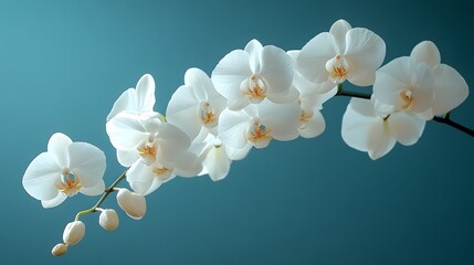 Fototapeta premium An Exquisite Collection of Pristine White Orchids Gracefully Arranged on a Delicate Branch for Elegant Floral Centerpieces