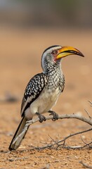 Colorful hornbill resting on a branch in natural habitat