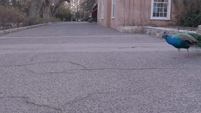 Why Did the Peacock Cross the Road?