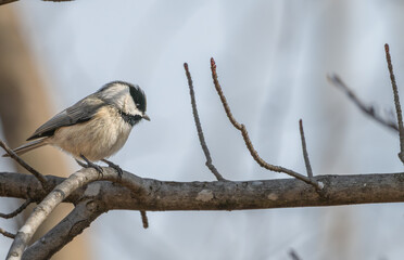 Closeup of a Carolina chickadee perched in a tree.