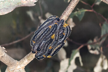 Sawfly Larvae Aggregated on a Branch - Australian Spitfires