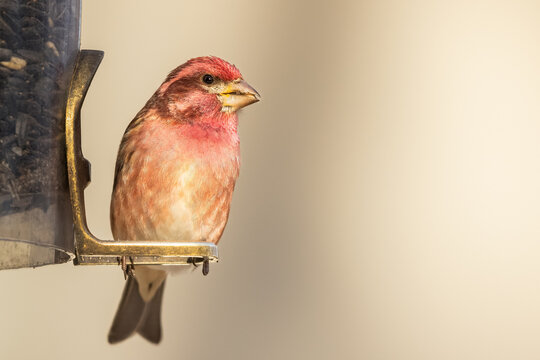 A Male Purple Finch At A Feeder