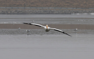 American white pelican in flight.