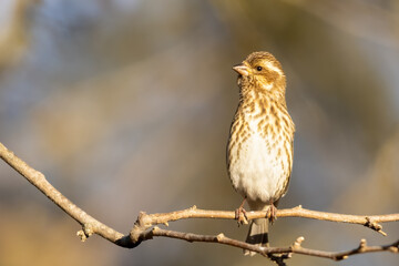 A Female Purple Finch Perched On A Branch