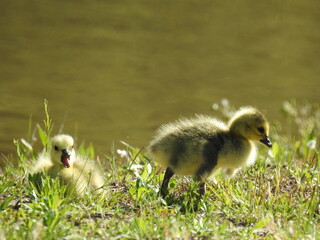 A pair of baby Canadian geese, goslings, enjoying the warmth of the sun, during a beautiful spring day. Bombay Hook National Wildlife Refuge, Kent County, Delaware. 