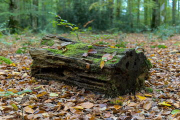 Autumn, mossy log in a forest