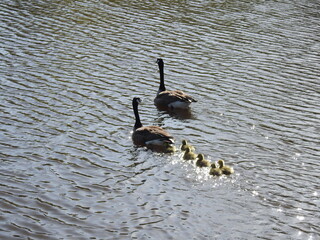 A family of Canadian geese swimming within the wetland waters of the Bombay Hook National Wildlife Refuge, Kent County, Delaware. 