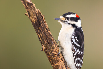 A Downy Woodpecker On A Branch