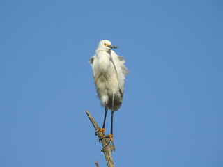 Snowy egret perched on a branch, under a blue sky. Bombay Hook National Wildlife Refuge, Kent County, Delaware. 