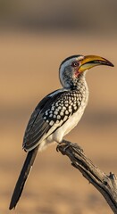 Obraz premium Yellow-billed hornbill perched on branch in natural habitat