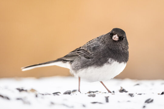 A Dark-eyed Junco On The Snow
