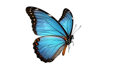Obraz premium Muy hermosa mariposa naranja amarilla azul en vuelo aislada sobre un fondo transparente. 