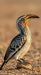 Obraz premium African hornbill posing in sunlit savannah