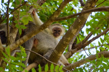 A baby vervet monkey in a tree in a nature reserve in Zimbabwe