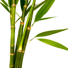 Obraz premium close-up of vibrant green bamboo stalks and leaves against a white background