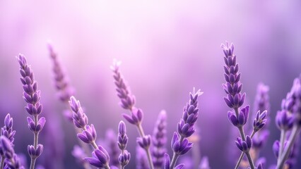 Obraz premium Lavender wallpaper with a soft, dreamy background featuring vibrant lavender flowers in full bloom.
