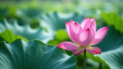 Obraz premium A vibrant pink lotus flower in full bloom stands out against a background of large green leaves.