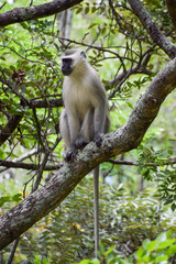 A vervet monkey on a tree in a nature reserve in Zimbabwe,