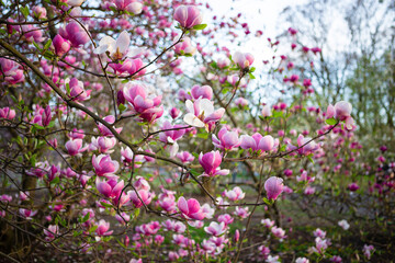 Pink magnolia flowers in full bloom on a spring day with blurred background