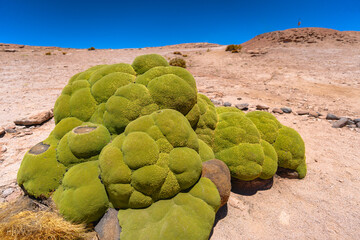 オリャグエ火山を望む荒涼な大地 - ボリビアからチリへ