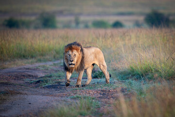 Lion walking in high grass of savanna Maasai Mara national reserve in Africa