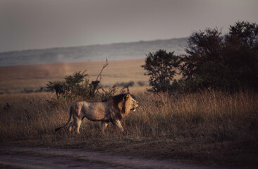 Lion walking in high grass of savanna Maasai Mara national reserve in Africa