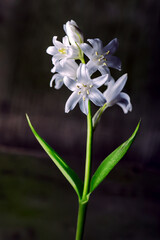 Spanish Bluebells (Hyacinthoides hispanica)