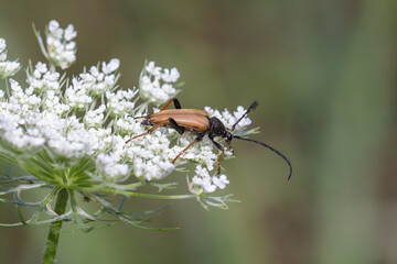 Zmorsznik czerwony na białych kwiatach – makrofotografia. © Henryk Guziak