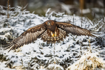 male golden eagle (Aquila chrysaetos) in flight with winter background