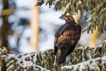 male golden eagle (Aquila chrysaetos) sitting on a snowy spruce tree