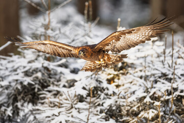 male golden eagle (Aquila chrysaetos) flying in a snowy forest