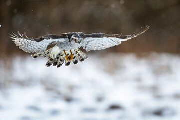 female The northern (goshawk Accipiter) flying on a winter's day