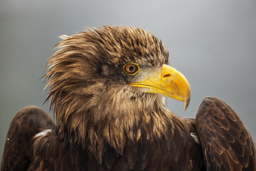 White-tailed eagle (Haliaeetus albicilla) very close portrait
