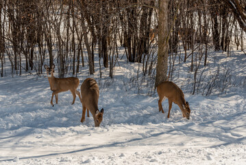 A Small Herd Of White-Tailed Deer Feeding In The Snow On Food Provided By Visitors In An Urban Field In Wisconsin