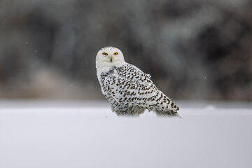The snowy owl (Bubo scandiacus), also known as the polar owl, the white owl on a snowy plain