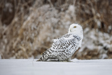 The snowy owl (Bubo scandiacus), also known as the polar owl, the white owl in the snow