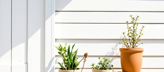 three potted plants of varying heights and textures in pots sit against a bright white wall in sunlight