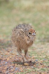 Fototapeta premium Strauss Jungtier