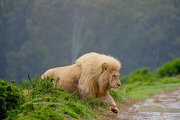 weißer Löwe taucht auf © Paszkal