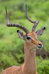 Antilope