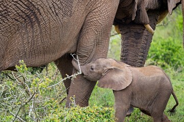 afrikanisches Elefantenbaby