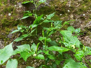 Flowering cayenne pepper plants with fresh green leaves